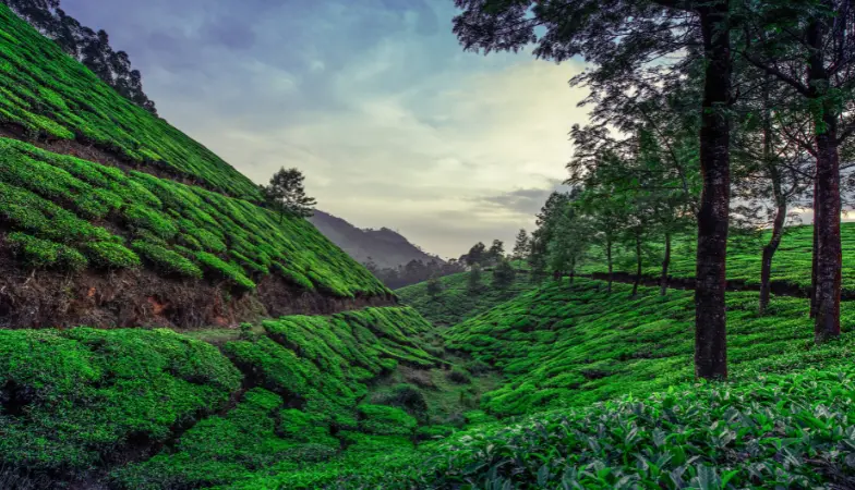 kerala travel packages